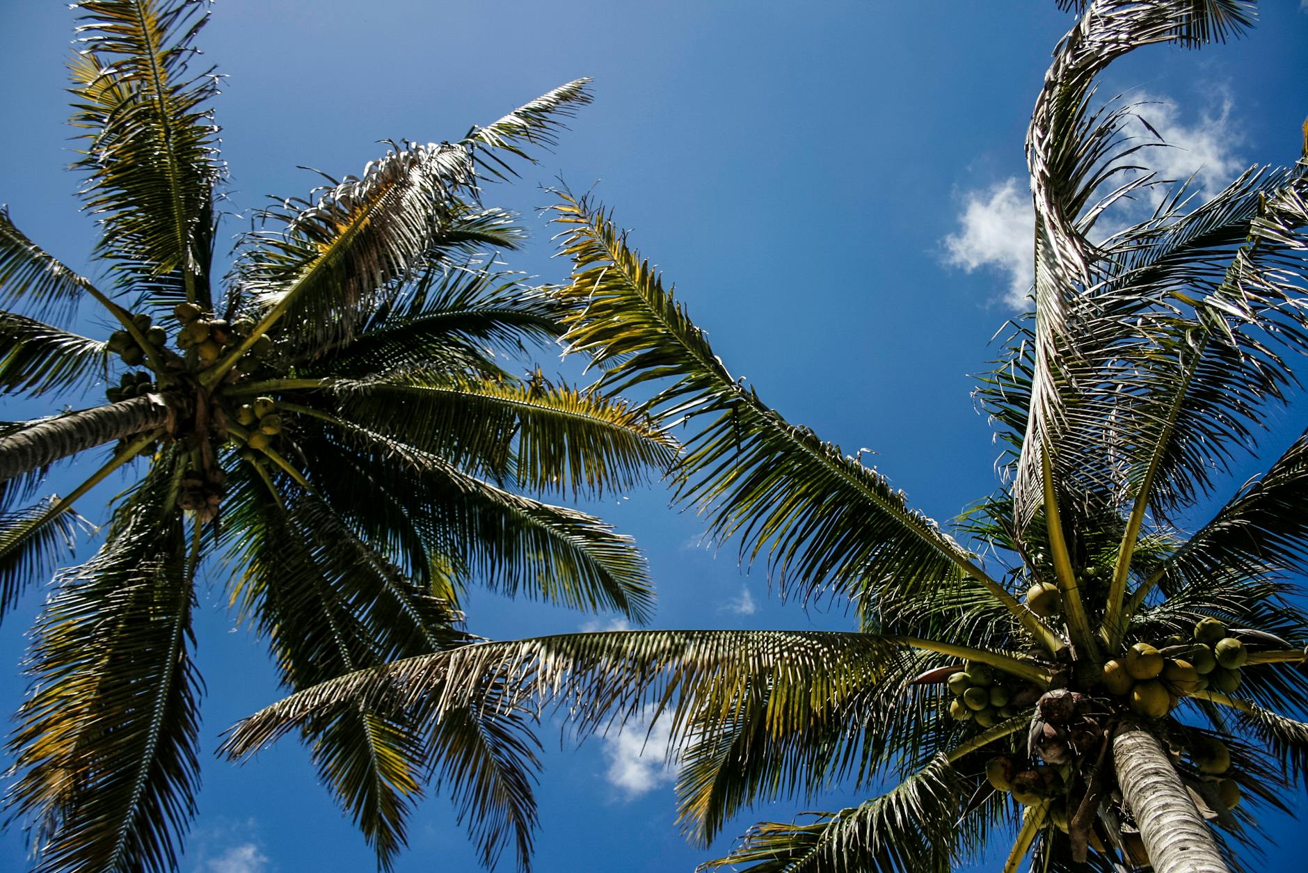 Palmy na tle jasnego, błękitnego nieba w Celestún w Meksyku