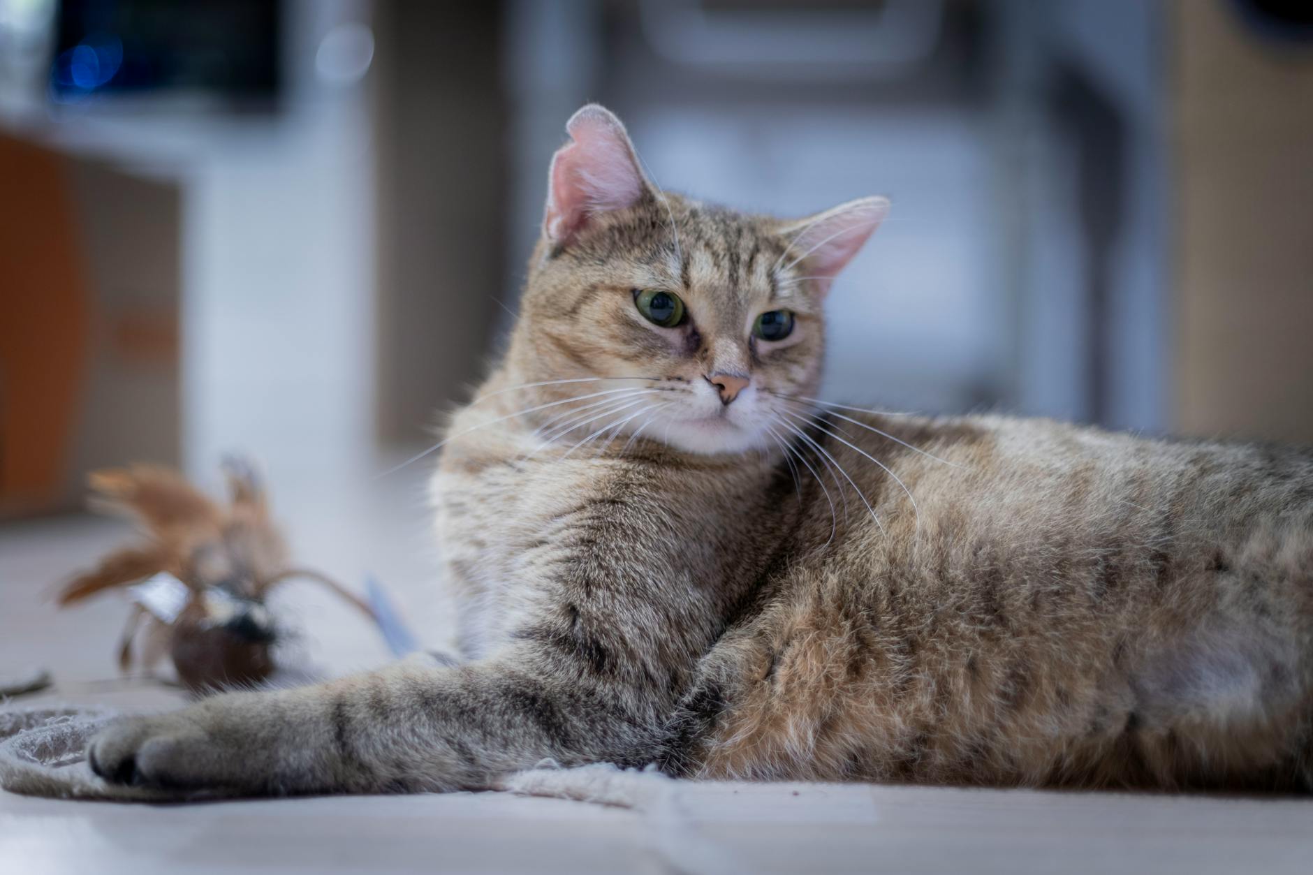 Spokojny pręgowany kot leży na podłodze w domu